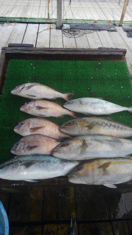 海の釣堀 海恵 釣果