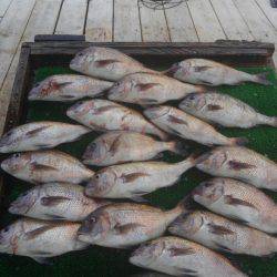 海の釣堀 海恵 釣果