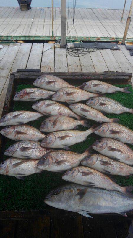 海の釣堀 海恵 釣果