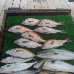 海の釣堀 海恵 釣果