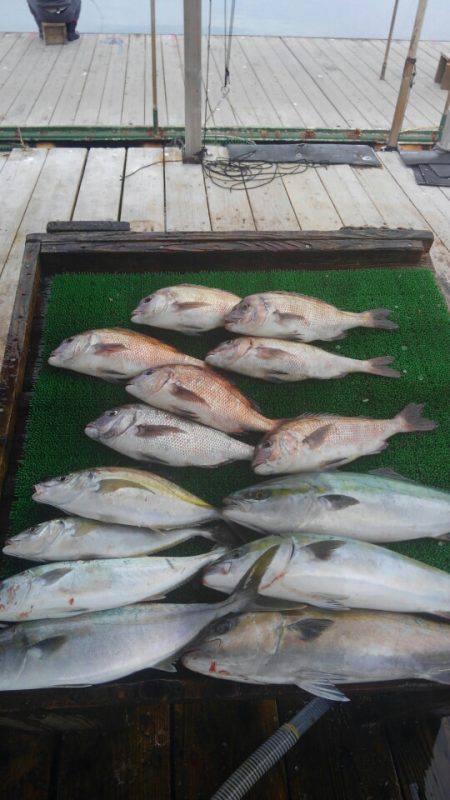 海の釣堀 海恵 釣果