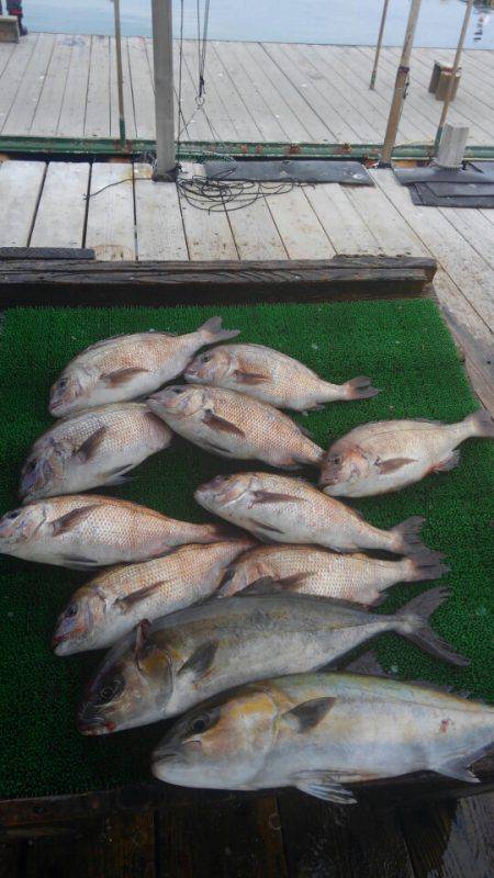 海の釣堀 海恵 釣果