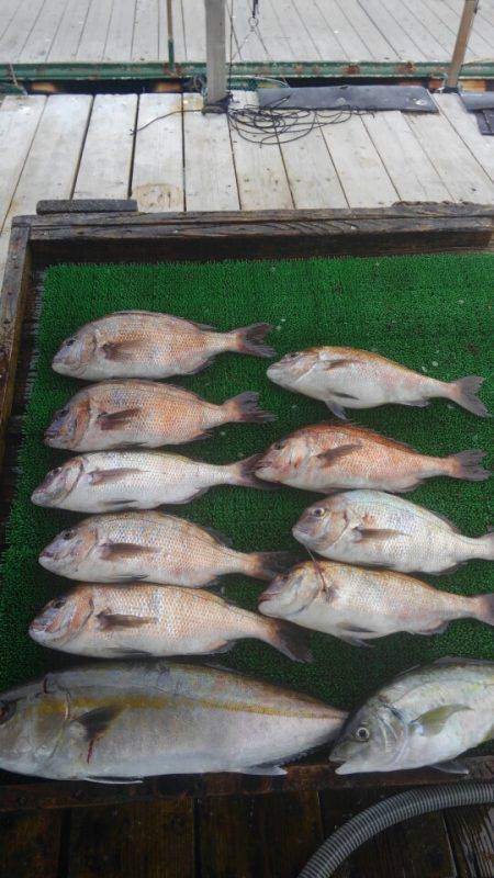 海の釣堀 海恵 釣果