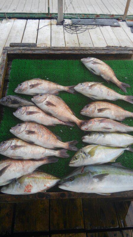 海の釣堀 海恵 釣果