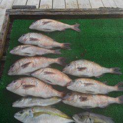 海の釣堀 海恵 釣果