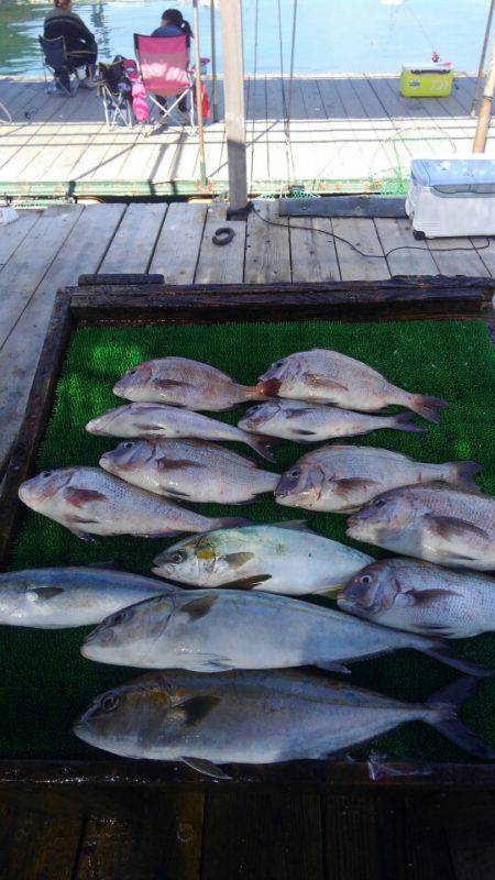 海の釣堀 海恵 釣果