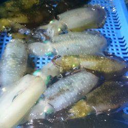 第三共栄丸 釣果