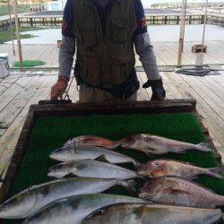 海の釣堀 海恵 釣果