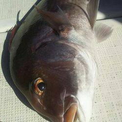 タイラバ遊漁船 ワンピース 釣果