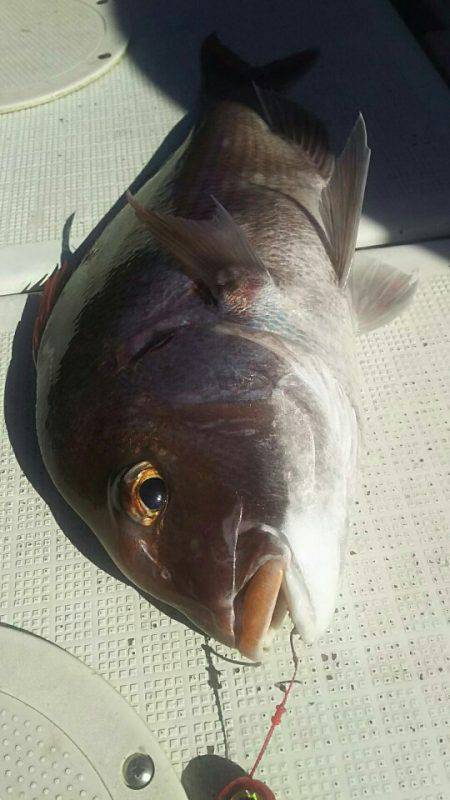 タイラバ遊漁船 ワンピース 釣果