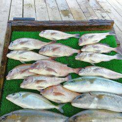 海の釣堀 海恵 釣果