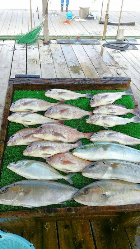 海の釣堀 海恵 釣果