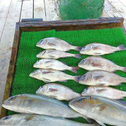 海の釣堀 海恵 釣果