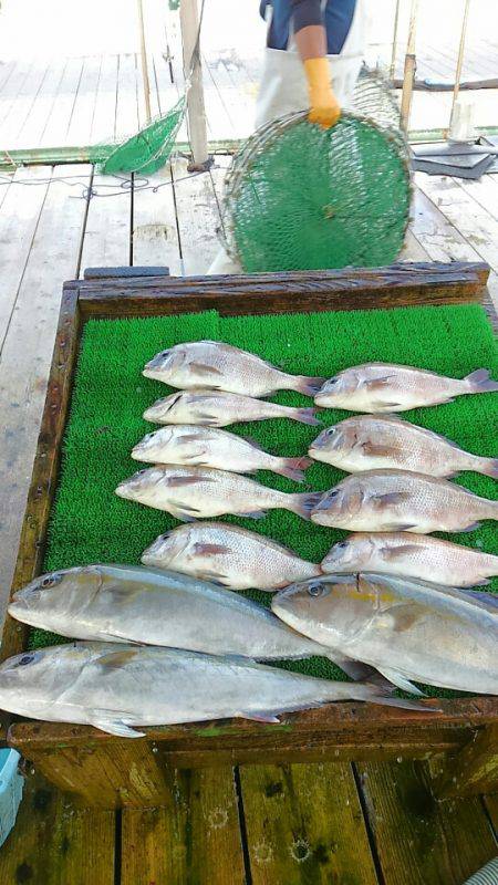 海の釣堀 海恵 釣果
