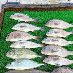 海の釣堀 海恵 釣果