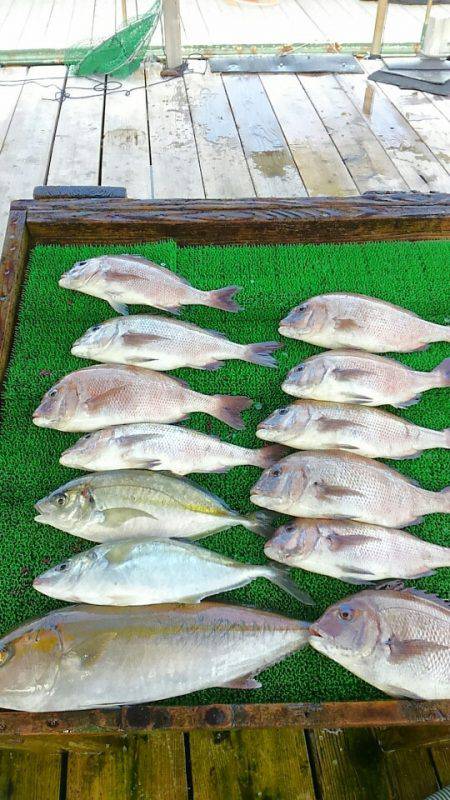 海の釣堀 海恵 釣果