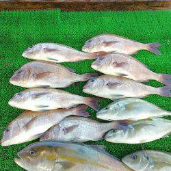 海の釣堀 海恵 釣果