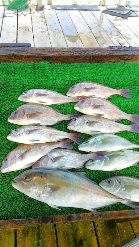 海の釣堀 海恵 釣果