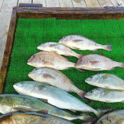 海の釣堀 海恵 釣果