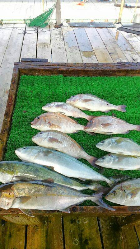 海の釣堀 海恵 釣果