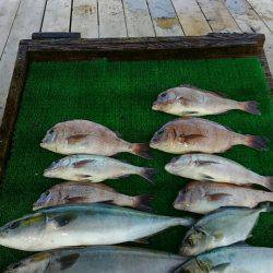 海の釣堀 海恵 釣果