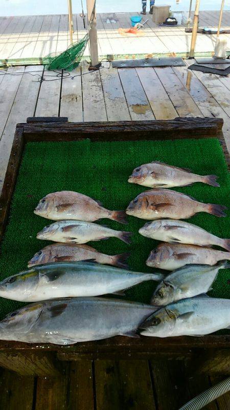 海の釣堀 海恵 釣果