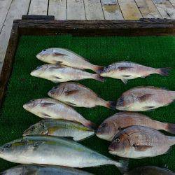 海の釣堀 海恵 釣果