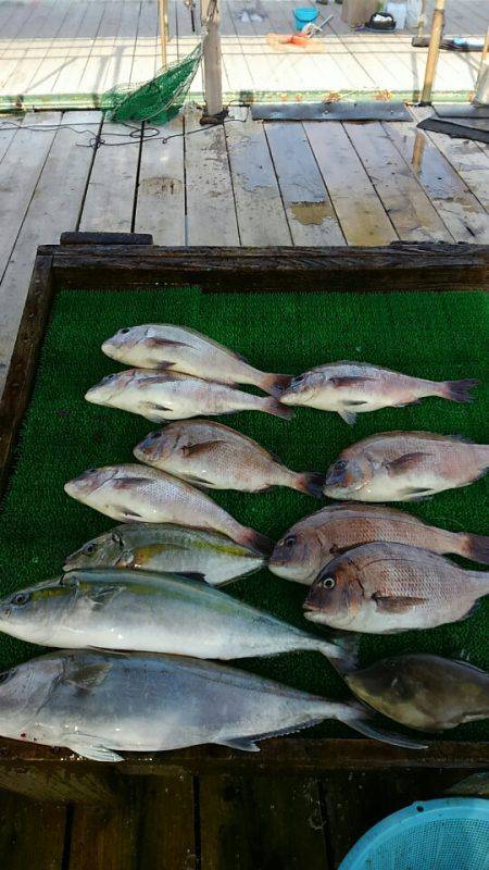 海の釣堀 海恵 釣果