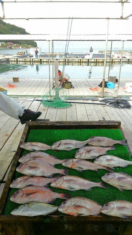 海の釣堀 海恵 釣果