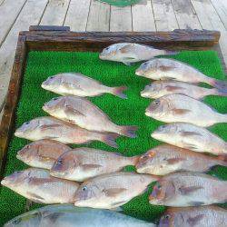 海の釣堀 海恵 釣果