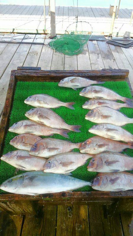 海の釣堀 海恵 釣果