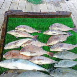 海の釣堀 海恵 釣果