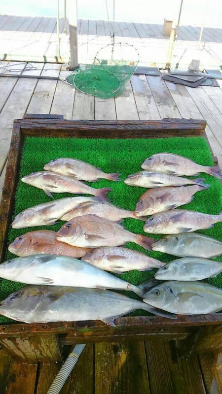 海の釣堀 海恵 釣果