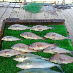 海の釣堀 海恵 釣果