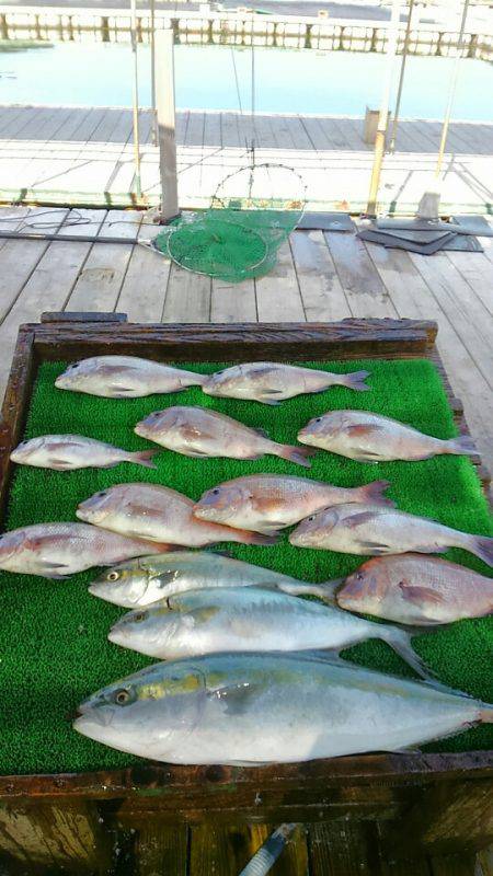 海の釣堀 海恵 釣果