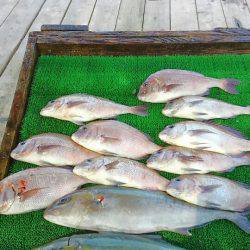 海の釣堀 海恵 釣果