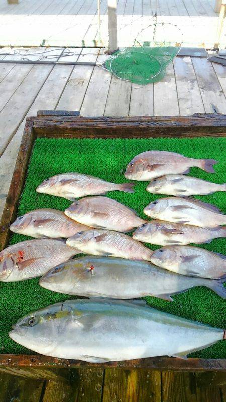 海の釣堀 海恵 釣果