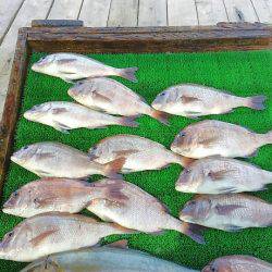 海の釣堀 海恵 釣果