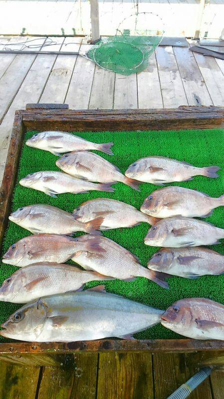 海の釣堀 海恵 釣果