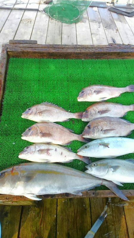 海の釣堀 海恵 釣果