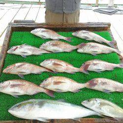 海の釣堀 海恵 釣果