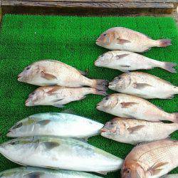 海の釣堀 海恵 釣果