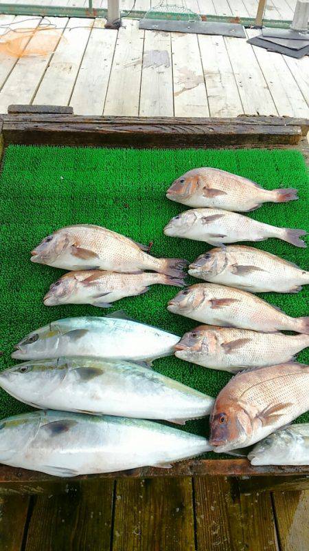 海の釣堀 海恵 釣果
