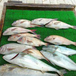 海の釣堀 海恵 釣果