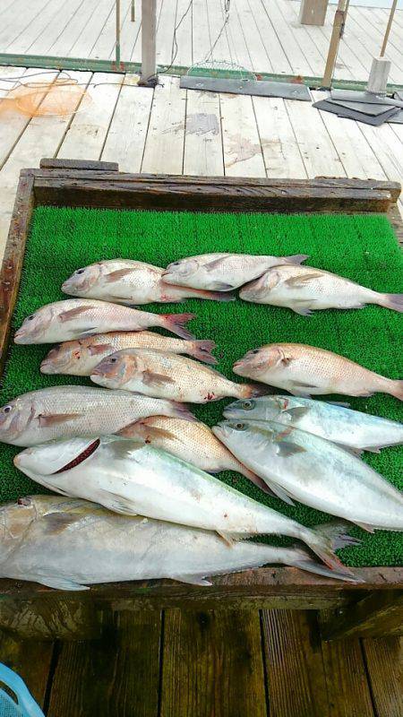 海の釣堀 海恵 釣果