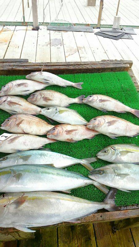 海の釣堀 海恵 釣果