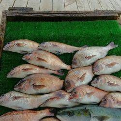 海の釣堀 海恵 釣果