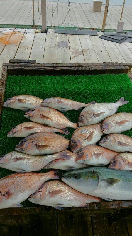 海の釣堀 海恵 釣果