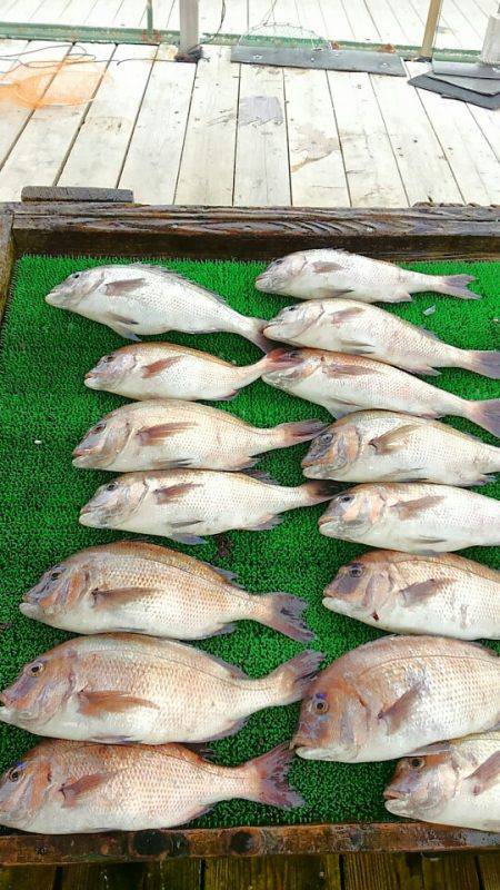 海の釣堀 海恵 釣果