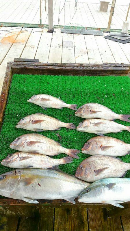 海の釣堀 海恵 釣果